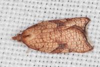 Acleris rhombana