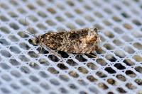 Celypha lacunana