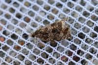 Celypha lacunana