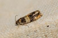 Celypha aurofasciana