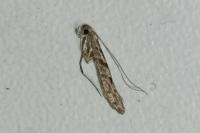 Caloptilia cuculipennella