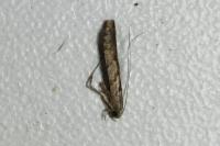 Caloptilia cuculipennella