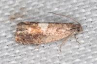 Pammene spiniana