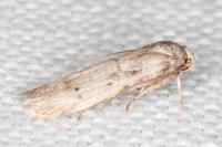 Blastobasis glandulella
