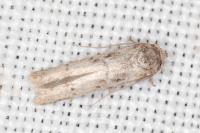 Blastobasis glandulella