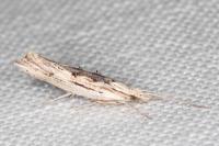 Ypsolopha scabrella