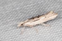 Ypsolopha scabrella