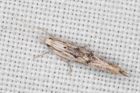 Ypsolopha scabrella