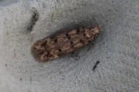 Bryotropha