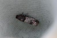 Notocelia incarnatana