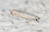 Yponomeuta rorrella