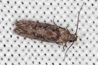 Carpatolechia decorella