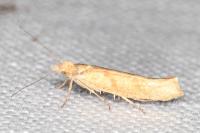 Ypsolopha sylvella