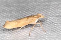 Ypsolopha sylvella