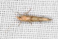 Ypsolopha sylvella