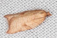 Acleris rhombana