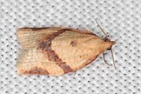 Clepsis consimilana
