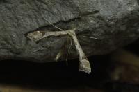 Platyptilia