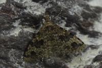 Alucita hexadactyla