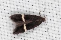 Aproaerema cinctella