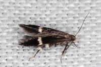 Aproaerema cinctella