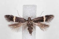 Aproaerema cinctella