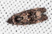 Endothenia oblongana