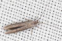Coleophora texanella