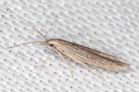 Coleophora texanella