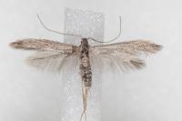 Coleophora texanella