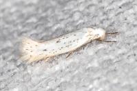 Elachista hispanica