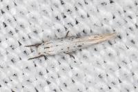 Elachista hispanica