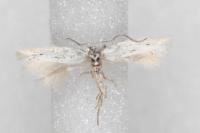 Elachista hispanica
