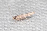 Coccidiphila gerasimovi