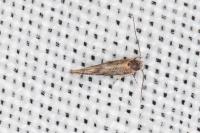 Coccidiphila gerasimovi