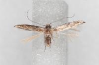 Coccidiphila gerasimovi