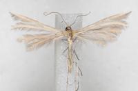 Merrifieldia malacodactyla