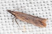 Dichomeris acuminata