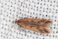 Dichomeris acuminata