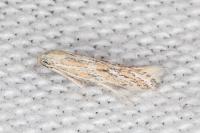 Ptocheuusa paupella