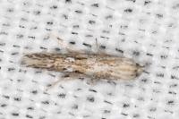 Ptocheuusa paupella
