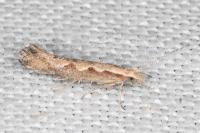 Plutella xylostella