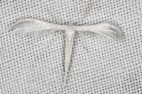 Pterophorus pentadactylus
