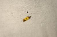 Agapeta zoegana