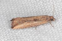 Bactra venosana
