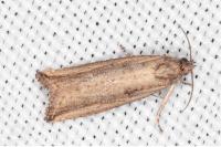 Bactra venosana