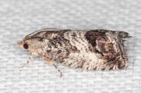Cydia splendana