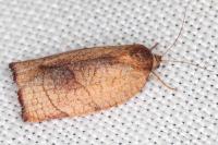 Cacoecimorpha pronubana