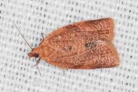 Clepsis consimilana