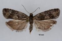 Zeiraphera griseana